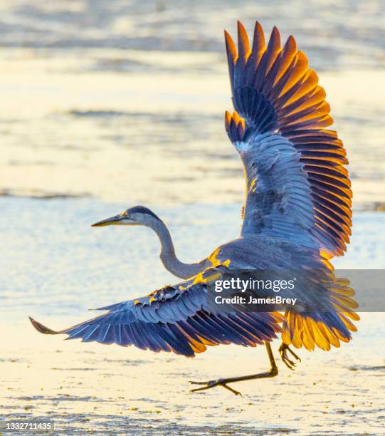 great blue heron flying low, feathers ruffled - blue heron stock pictures, royalty-free photos & images