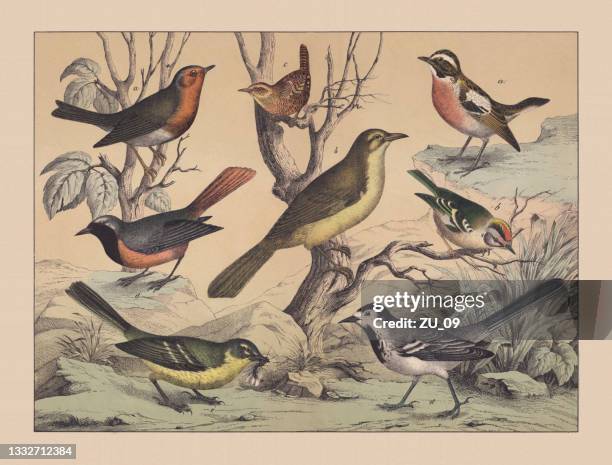 bildbanksillustrationer, clip art samt tecknat material och ikoner med songbirds (passeriformes), hand-colored chromolithograph, published in 1882 - mark robins