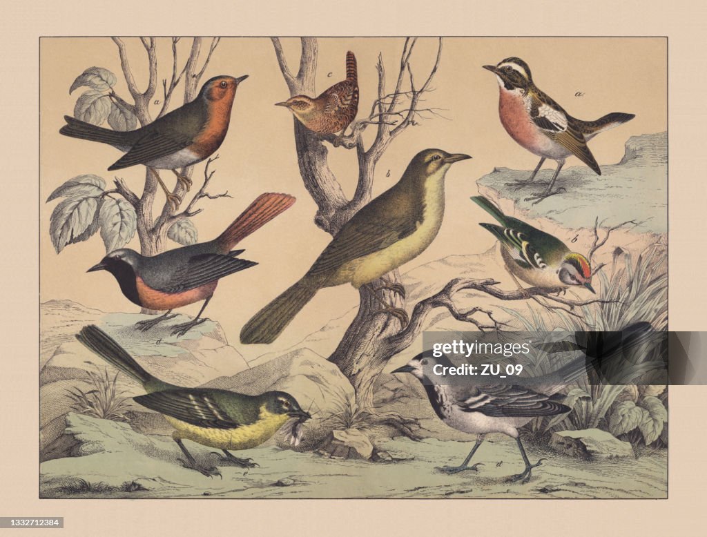 Songbirds (Passeriformes), hand-colored chromolithograph, published in 1882