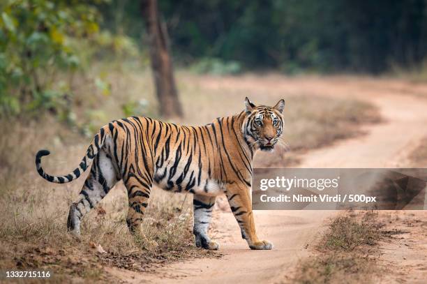 side view of tiger walking on dirt road,bandhavgarh tiger reserve,india - wildlife reserve stock-fotos und bilder