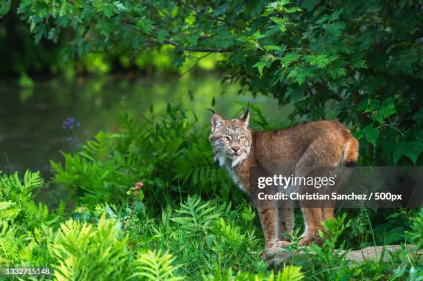 portrait of fox standing on field,united states,usa - lince ibérico imagens e fotografias de stock