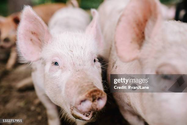 pigs on small local farm - pig snout stock pictures, royalty-free photos & images