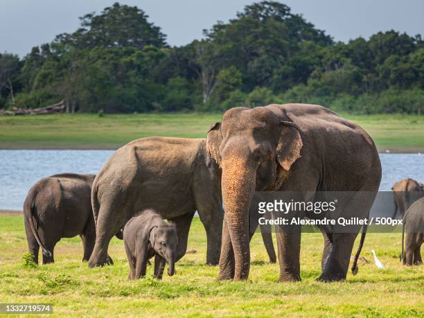 family of elephants,kaudulla national park,sri lanka - sri lanka elephant stock pictures, royalty-free photos & images
