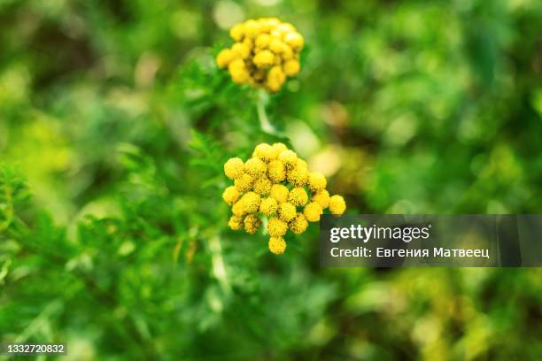 yellow tansy flowers in the green summer meadow - tansy stock pictures, royalty-free photos & images