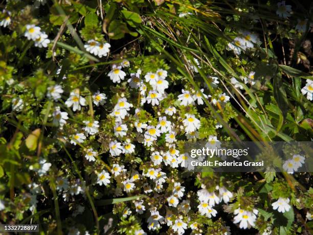 alpine eyebright (euphrasia alpina) flowering at passo di lucendro - euphrasia officinalis stock pictures, royalty-free photos & images