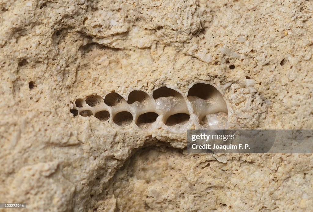 Fossil snail in calcareous stone