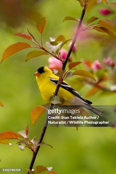 american goldfinch male in crabapple - american goldfinch fotografías e imágenes de stock