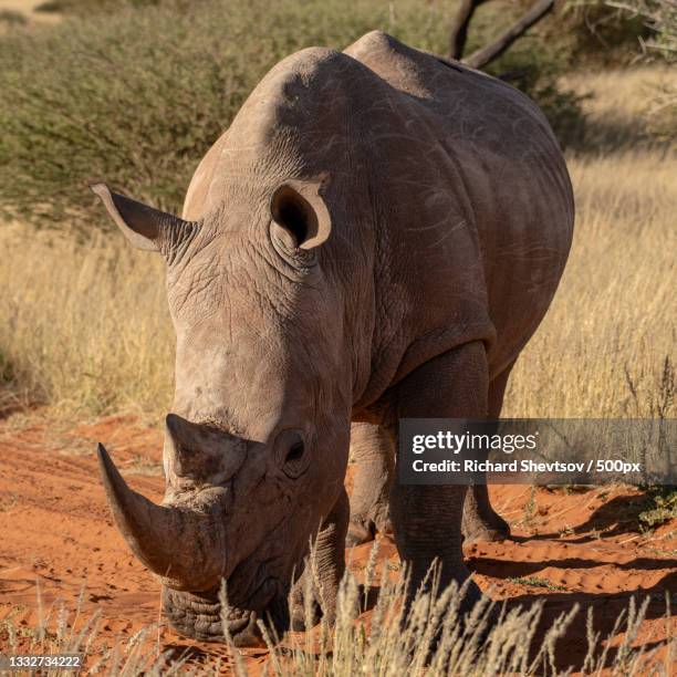 side view of white rhinoceros standing on field - white rhinoceros stock pictures, royalty-free photos & images