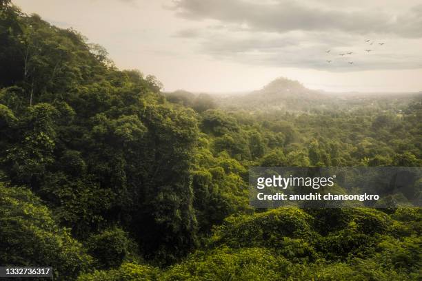 epic mountains in the middle of the forest - tree tops stock pictures, royalty-free photos & images