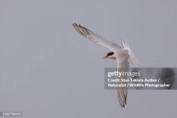 common tern adult in flight - アジサシ ストックフォトと画像