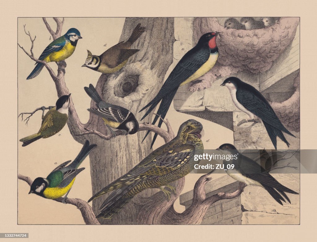 Songbirds (Passeriformes), hand-colored chromolithograph, published in 1882