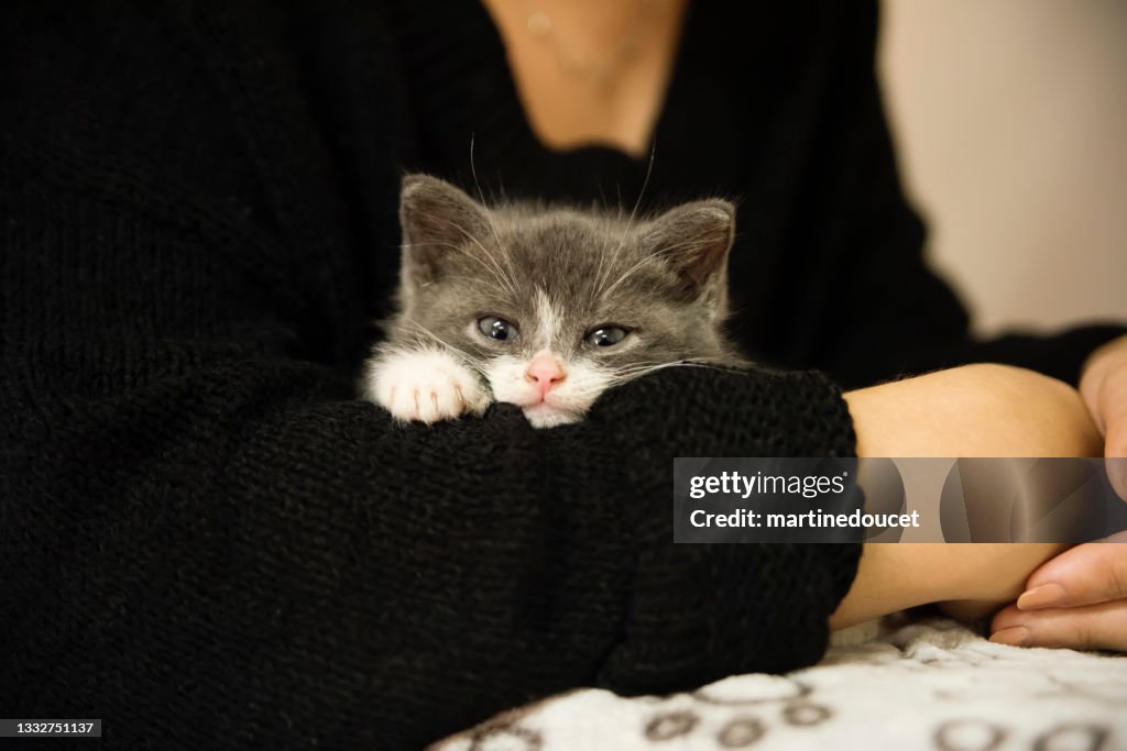 Adorável gatinho de 5 semanas nos braços da jovem.