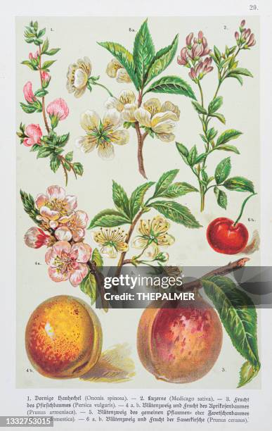 502点のアプリコットイラスト素材 Getty Images 502点のアプリコットイラスト素材 Getty Images