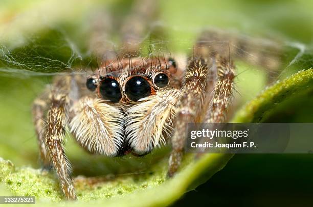 jumping spider close up - pedipalp stockfoto's en -beelden