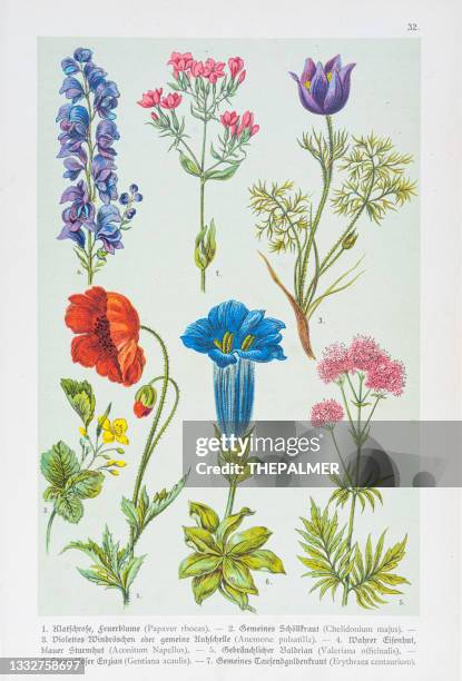 poppy, celandine, pasqueflower, aconite, valerian, gentian, centaury illustration 1888 - poppy seed stock illustrations