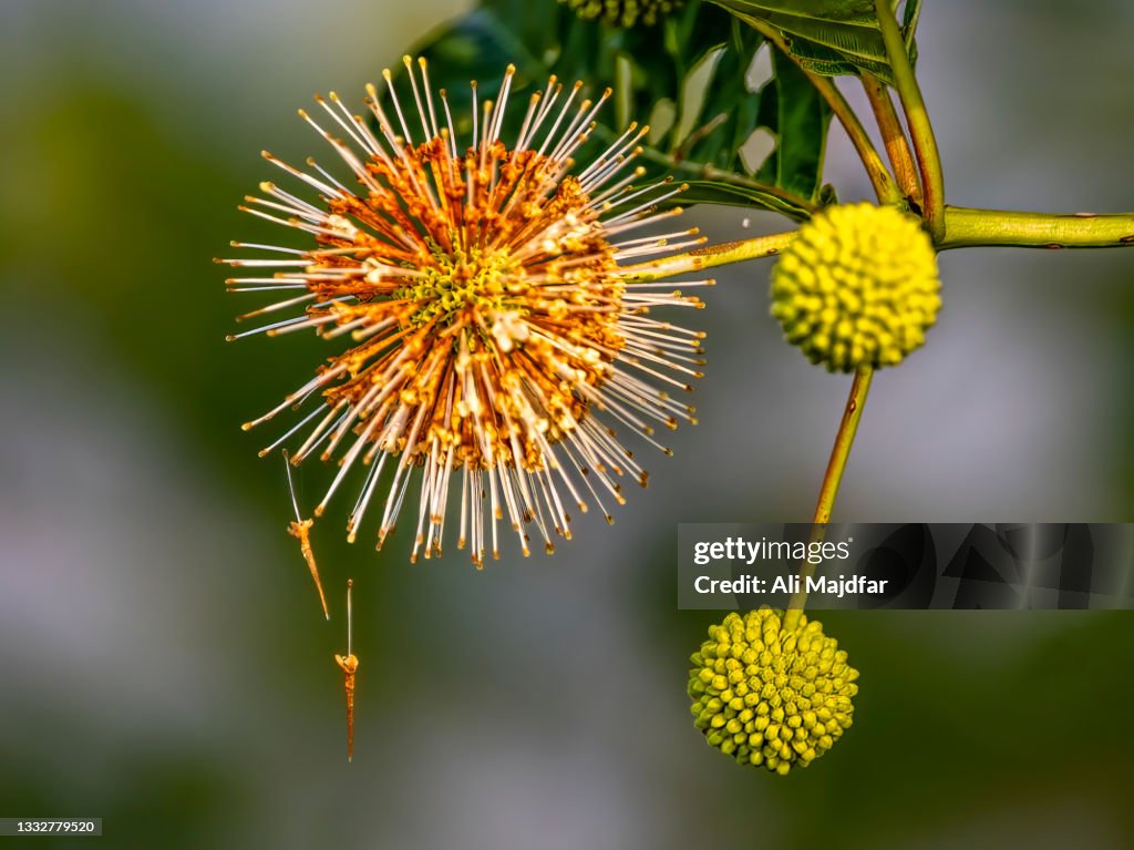Buttonbush