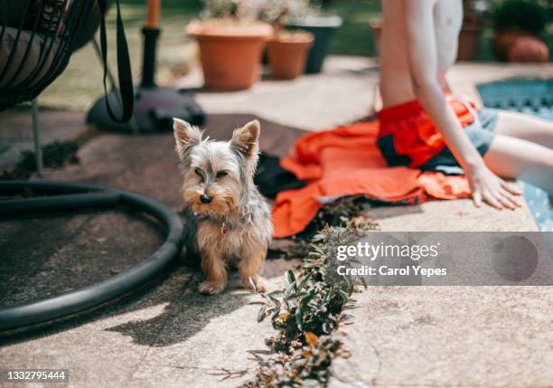 cute yorkshire terrier sitting in poolside in summer - yorkshire terrier vet stock pictures, royalty-free photos & images