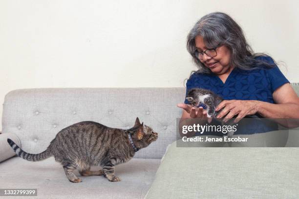 cat inspects kitten - conflict of interest stock pictures, royalty-free photos & images