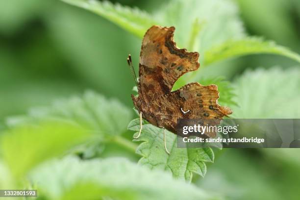 the side view of a comma butterfly, polygonia c-album, perched on a leaf. - comma butterfly stock pictures, royalty-free photos & images