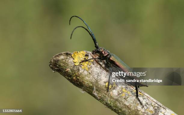 a musk beetle, lampyris noctiluca,  displaying on a twig at the edge of woodland. - lampyris noctiluca stock pictures, royalty-free photos & images