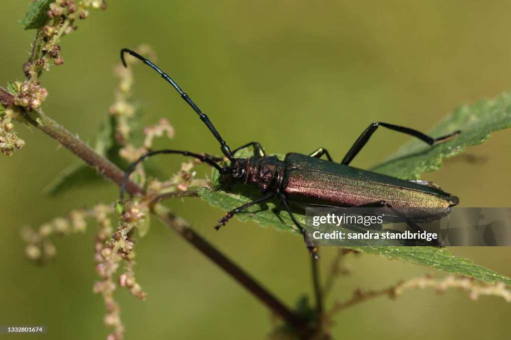 A Musk Beetle, Lampyris noctiluca, displaying on a stinging nettle.