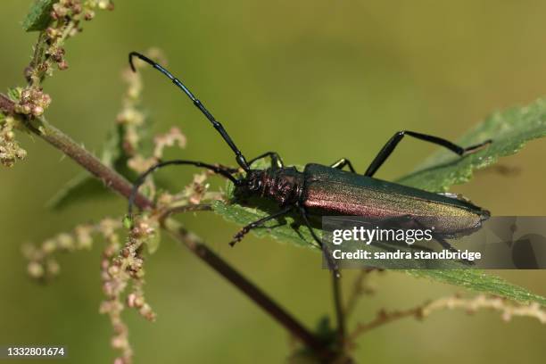 a musk beetle, lampyris noctiluca,  displaying on a stinging nettle. - lampyris noctiluca stock pictures, royalty-free photos & images