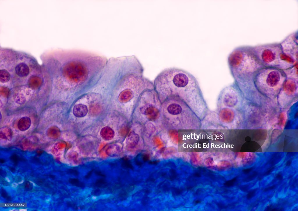 TRANSITIONAL EPITHELIUM, lining the URINARY BLADDER, 100X