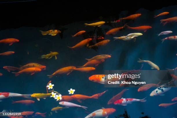 golden carps and koi fishes in the pond. porcelain flowers fall on the surface of the lake. - fish pond stock pictures, royalty-free photos & images