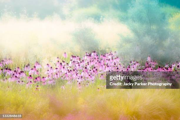 abstract image of the beautiful pink summer flowers of echinacea pallida - coneflowers - equinácea fotografías e imágenes de stock
