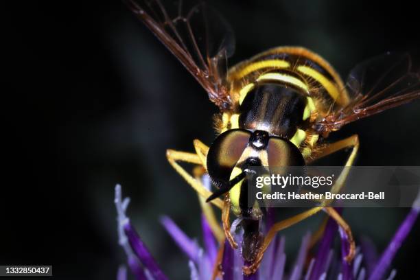 wasp-mimic hoverfly (syrphidae; xanthogramma sp.) - insect imagens e fotografias de stock