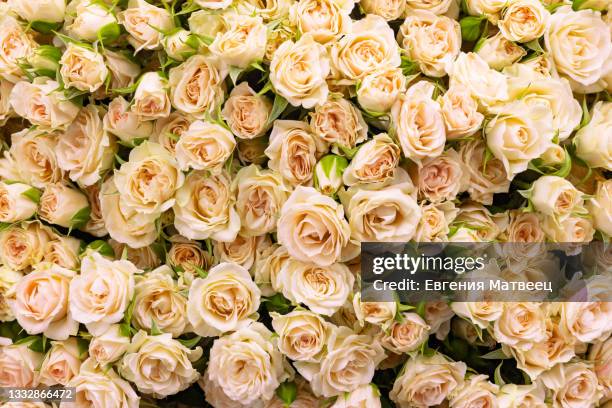 pale pink tea roses flowers and buds floral pattern full frame holiday abstract background - close up of flower bouquet stock pictures, royalty-free photos & images