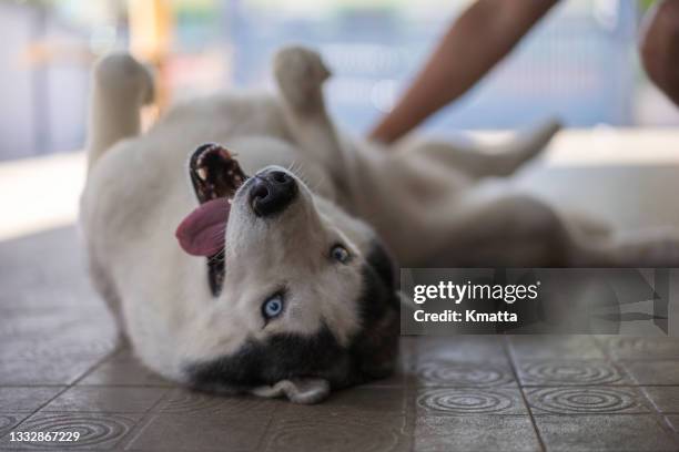 happy husky dog laying down beside owner. - husky stock pictures, royalty-free photos & images