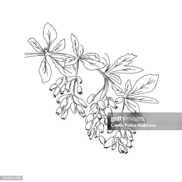 vector illustration of burberry. - tea leaf logo stock illustrations