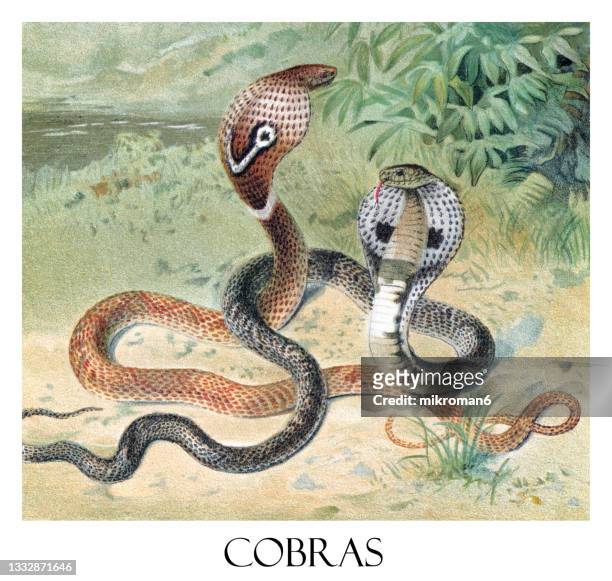 old chromolithograph of the cobras - cobra stock pictures, royalty-free photos & images