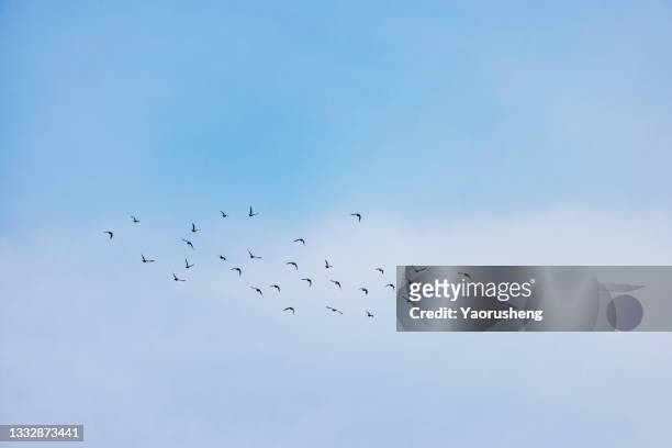 flocks of bird flying in the sky,against white cloud and blue sky - white pigeon stock-fotos und bilder
