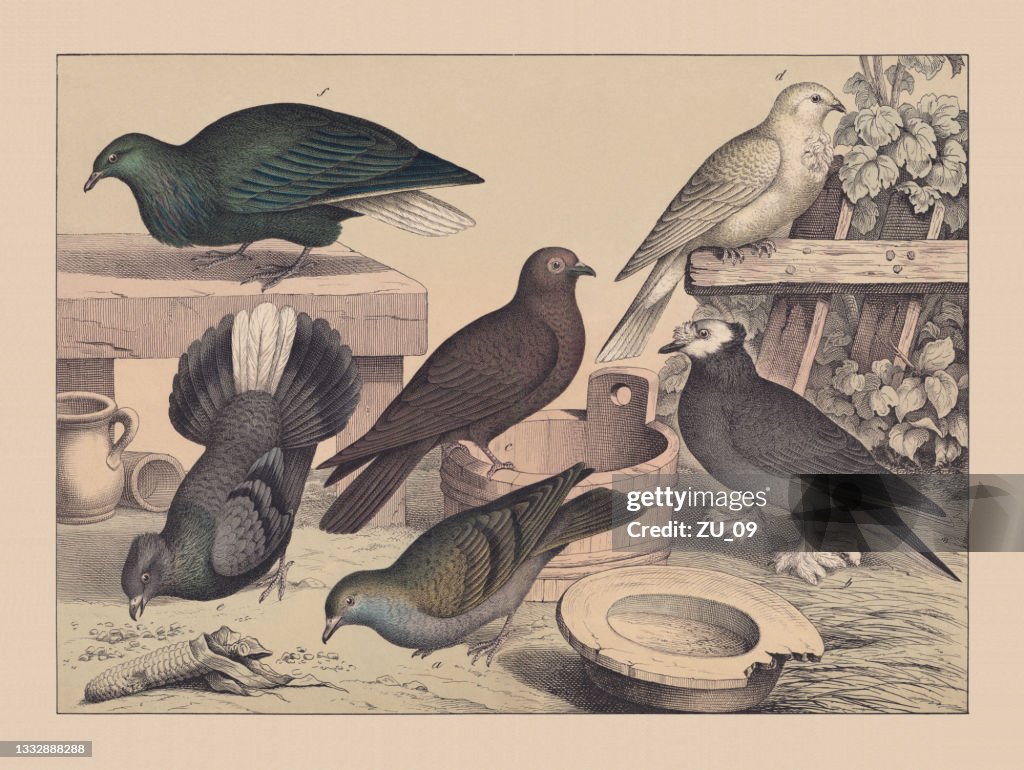 Pigeons (Columbidae), hand-colored chromolithograph, published in 1882