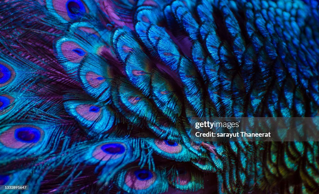 Purple blue peacock feather background