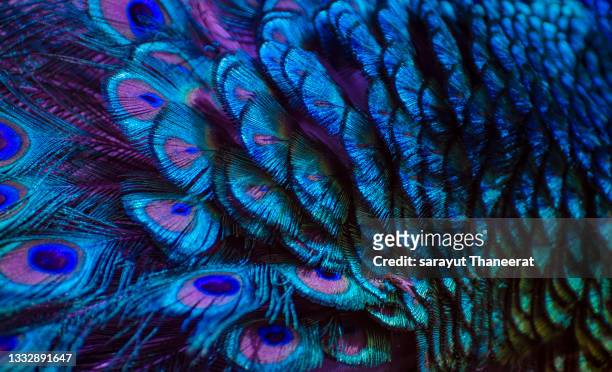 purple blue peacock feather background - feathers stock-fotos und bilder