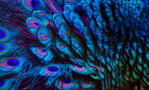 purple blue peacock feather background - zoo art stock pictures, royalty-free photos & images