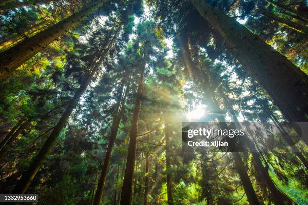 Sunlit Tree 44,750 Sunlit Pine Trees Stock Photos, High-Res Pictures, and Images ...