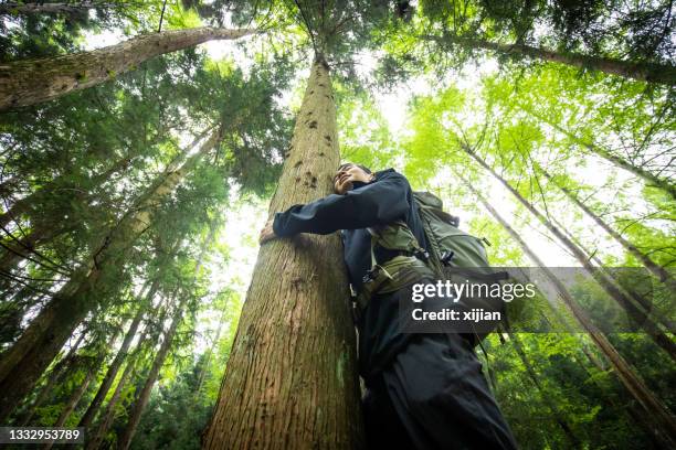 embracing a tree - tree hugging stock pictures, royalty-free photos & images