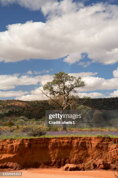 mutawintji national park - new south wales border stock pictures, royalty-free photos & images