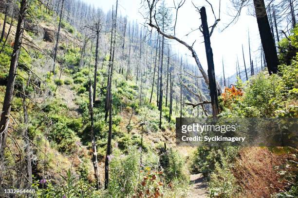 hiking trail through dry, burnt forest landscape - climate resilience stock pictures, royalty-free photos & images