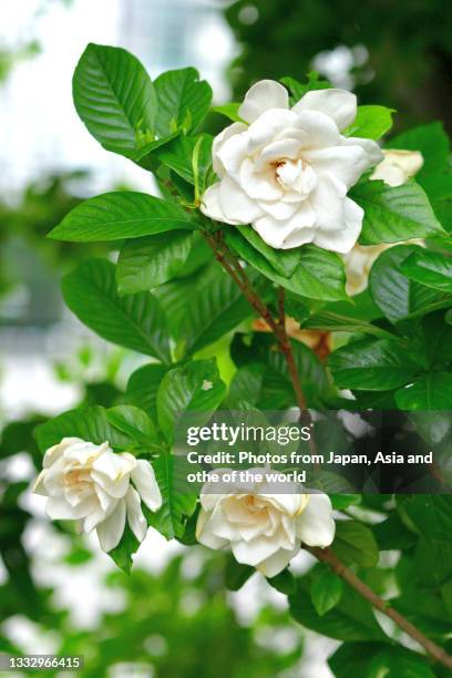 gardenia jasminoides / common gardenia / cape jasmine - gardenia bildbanksfoton och bilder