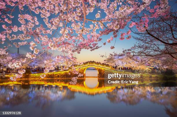 blooming sakura tree by the lake - wuxi bildbanksfoton och bilder