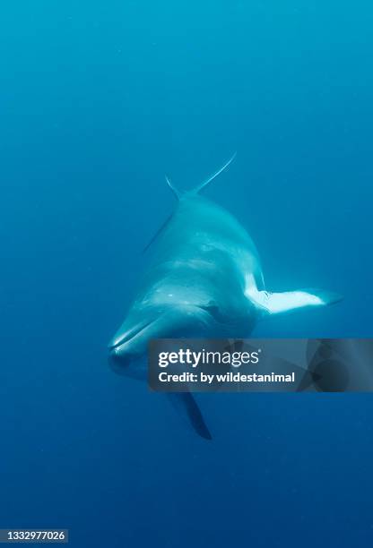 dwarf minke whale, great barrier reef, queensland, australia. - minke whale stock pictures, royalty-free photos & images