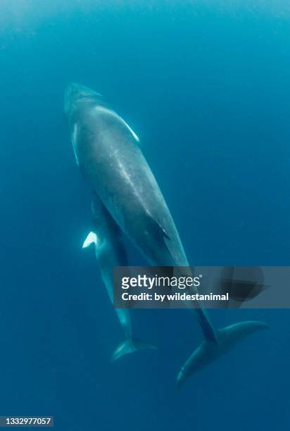 dwarf minke whale and her young calf, great barrier reef, queensland, australia. - ballenato fotografías e imágenes de stock