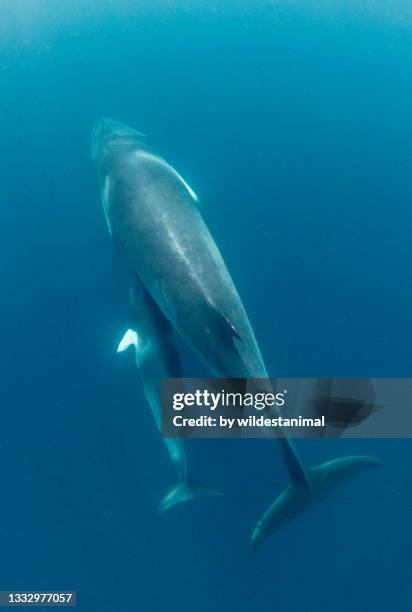 dwarf minke whale and her young calf, great barrier reef, queensland, australia. - whale calf 個照片及圖片檔