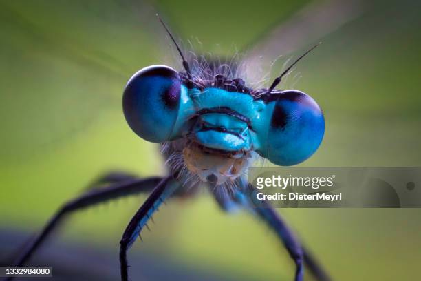 蜻蛉 - animal head ストックフォトと画像
