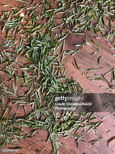 fir needles on the floor after christmas - needle plant part 個照片及圖片檔